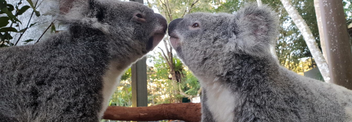 Kuranda Koala Gardens Cairns Tourism Town Find Book